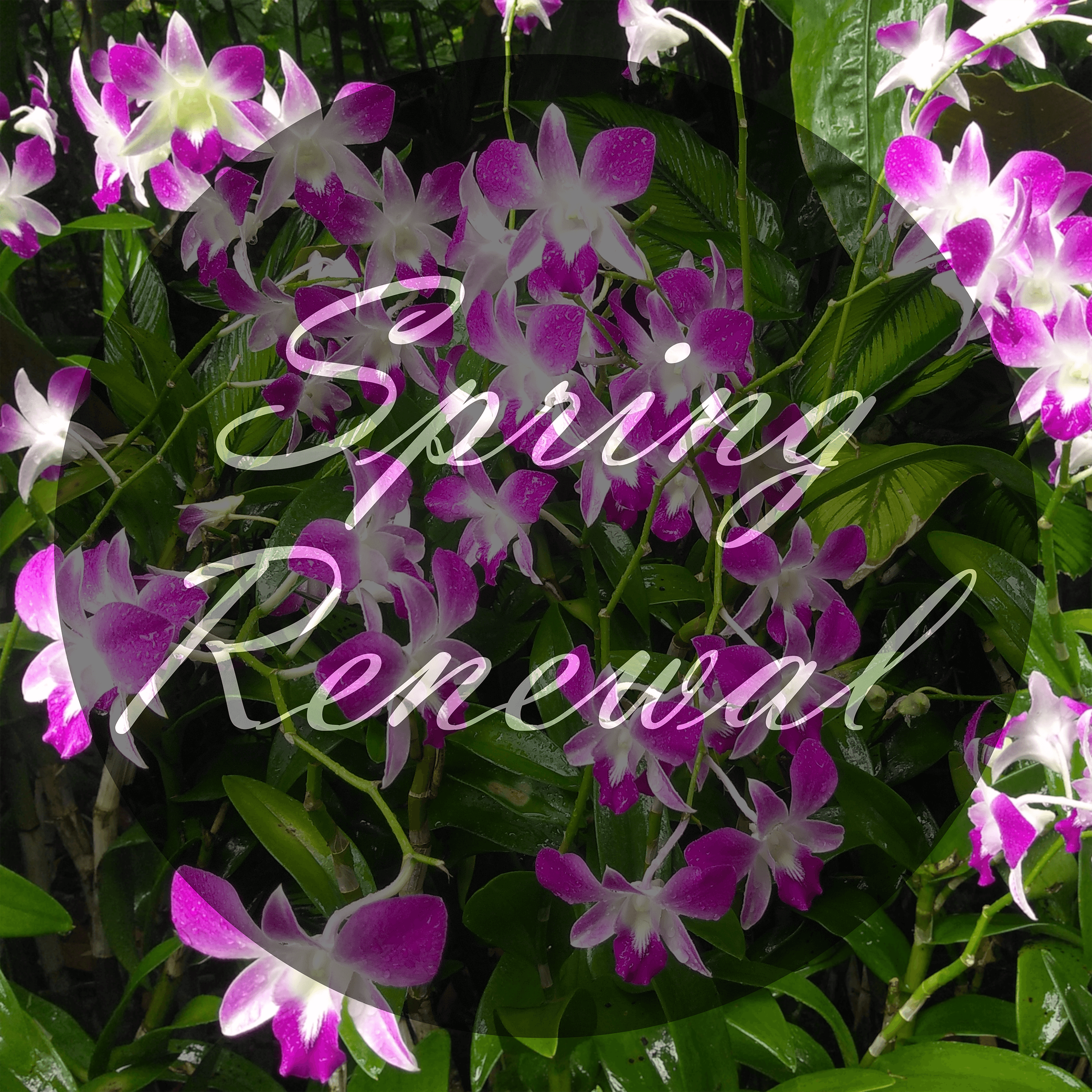 Spring Renewal album cover